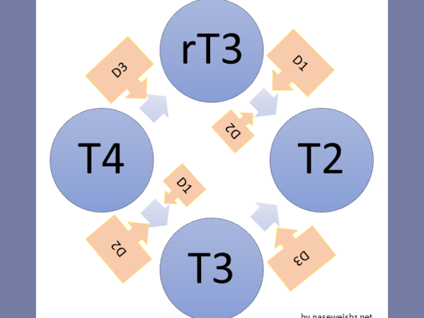 T3-Substitution beim Hund