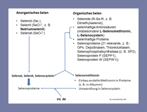 Grafik: Anorganisches Selen (als Selenid, Selent und Selenat) fließt direkt in Selenoproteine. Organisches Selen kann als Selenide, selenhaltige Aminosäuren, selenhaltige Proteine oder Selenoproteine vorliegen. Selen kann in der Nahrung als anorganisches Selen vorliegen und im Körper direkt in den Selenkreislauf einfließen. Liegt organisches Selen als Selenomethionin vor, kann es im Proteinkreislauf anstelle von Methionin verwendet werden oder ebenfalls in den Selenkreislauf geschleust werden. Für den Umbau von Selenomethionin in Selenocystein ist Vitamin B6 erforderlich.