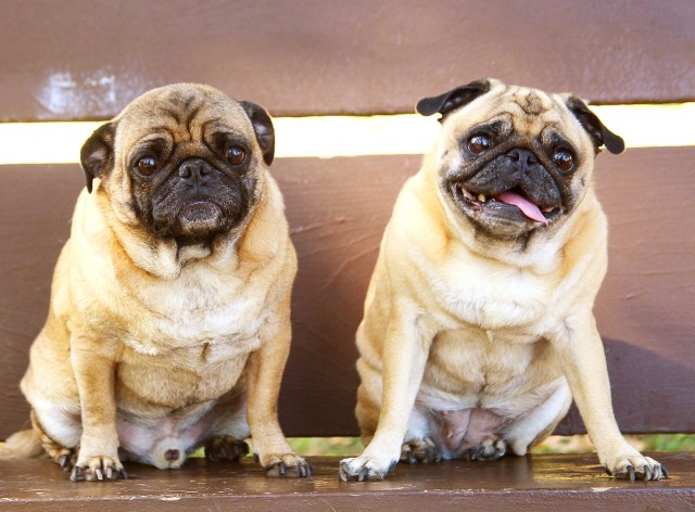 Offener Brief: Kritik an Tierärzten und&nbsp;Rassehundezucht