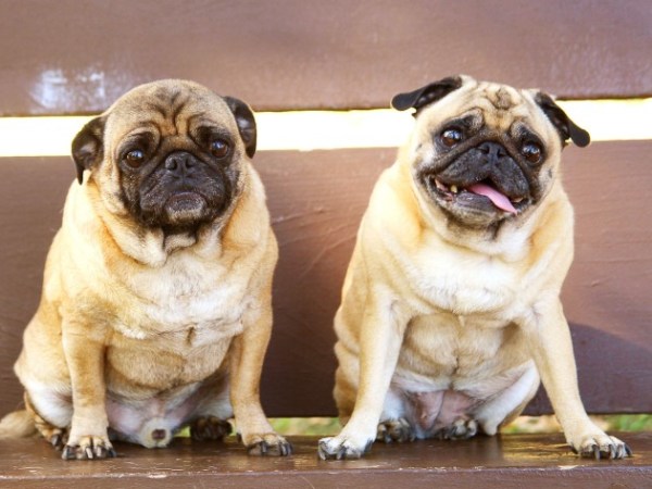 Offener Brief: Kritik an Tierärzten und&nbsp;Rassehundezucht