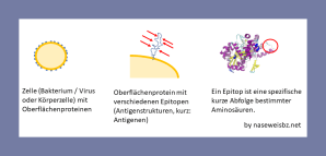 Grafik: Zelle mit Oberflächenproteinen; Oberflächenprotein mit verschiedenen Epitopen; Detail eines Epitops auf einem Protein. Ein Epitop ist ein spezieller Abschnitt auf einem Oberflächenprotein. TRC und Antikörper sind jeweils auf ein ganz spezifisches Epitop zugeschnitten.