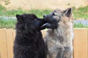 Bild: Zwei Eurasier, einer leckt dem anderen die Schnauze. Über die Ursprungsrassen Samojede und Wolfspitz könnte der Eurasier eine genetische Disposition für eine SDU erhalten haben