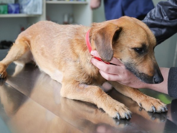 NTI: Erkrankungen täuschen eine SDU&nbsp;vor