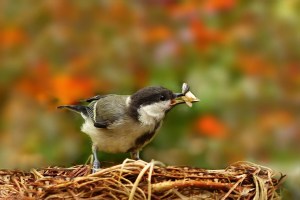 Vogel mit Falter im Schnabel. Wenn weniger Insekten vorhanden sind, ist die Futtersuche für die brütenden Vögel aufwändiger und energieintensiver.
