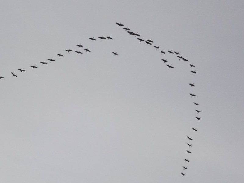 Zugvögel: Stummer Frühling&nbsp;2.0