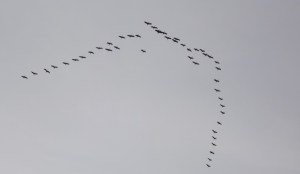 Zugvogelschwarm Zug- und Seevögel legen große Strecken rund um den Globus zurück. Dabei sind sie zahlreichen Gefahren aus der natürlichen und menschlichen Umwelt ausgesetzt.