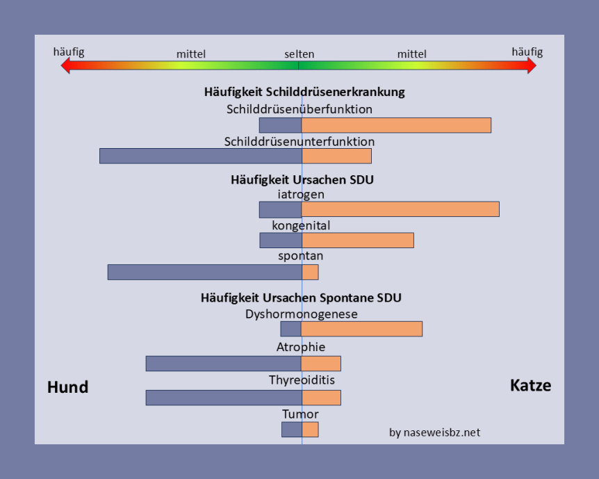 Spontane Schilddrüsenunterfunktion bei Katzen und&nbsp;Hunden