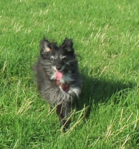 Bild – im Gras laufender alter Hund. Auch ein alter Hund kann noch eine gute Lebensqualität aufweisen. Voraussetzungen sind, dass Krankheiten sowie Schmerzen frühzeitig erkannt und behandelt werden.