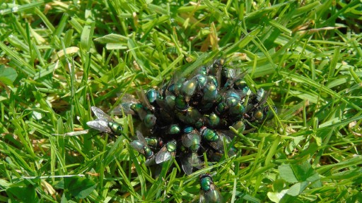 Kophrophagie: Wenn Hunde Kot&nbsp;fressen