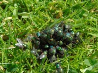 Kophrophagie: Wenn Hunde Kot&nbsp;fressen