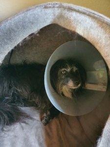 Hund mit Halskragen im überdachten Hundekorb