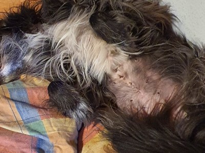 Gallenblasenmukozele: Lebensgefahr trotz harmloser&nbsp;Symptome