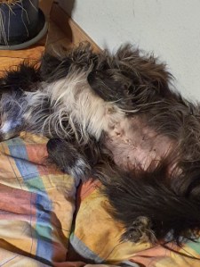 Hund der auf dem Rücken liegt. Erkennbare Bauchwunde von der Rippen bis nach unten.