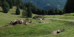 Kühe, die auf einer Weide eng zusammen liegen. Als Herdentiere stehen Kühe gerne eng zusammen, besonders wenn Gefahr droht. Bisher konnte nicht belegt werden, dass Kuhglocken die Distanz innerhalb einer Herde vergrößern. So zeigten Ergebnisse einer Pilotstudie keinerlei Einfluss von Kuhglocken auf die Distanz. Wie viele andere Fragen bedarf es hierzu noch weiterer Forschungen.