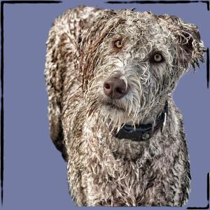 Nasser Labradoodle. Der erste Designer-Hund entstand in den 1980-er Jahren als eine Kreuzung zwischen Pudel und Labrador. Weitere gezielte Mixe, vorwiegend mit Pudeln, kamen hinzu, wie etwa der Schnoodle (Schnauzer-Pudel-Mix). Aber auch weniger günstige Verpaarungen, wie etwa Pomsky (Zwergspitz und Husky).
