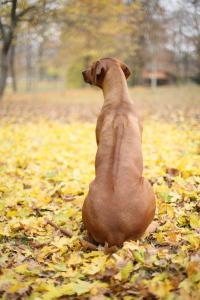 Rücken eines sitzenden Ridgebacks. Der Ridge tritt nicht bei allen Ridgebacks auf. Er ist jedoch vermutlich verknüpft mit dem Dermoid Sinus.