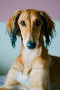 Bild eines Saluki. Der Saluki zählt mit zu den ältesten Hunderassen. Dennoch ist die Anzahl der Erbkrankheiten innerhalb der Rasse bisher noch relativ gering.