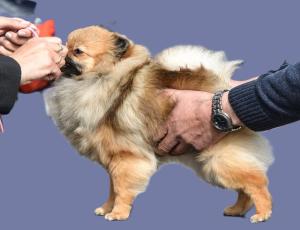 Bild eines Zwergspitz. Aus der VDH-Rassebeschreibung „Sein umgängliches, fröhliches Wesen prädestiniert ihn zum idealen Begleit- und Familienhund und zum Wächter für Haus und Wohnung. … Er ist weder ängstlich noch aggressiv. Wetterunempfindlichkeit, Robustheit und Langlebigkeit sind seine hervorragendsten Eigenschaften“. Für den Zwergspitz sind zahlreiche Erbkrankheiten bekannt, u.a. Herzfehler, wie Offener Ductus arteriosus (PDA) und Sick-Sinus-Syndrom; Wasserkopf, herausspringende Kniescheiben sowie (möglicherweise erblich bedingte) SDU.